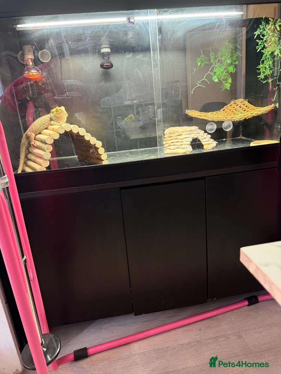 Bearded Dragon reptiles for sale: Bearded dragons  in Newport - Advert 2