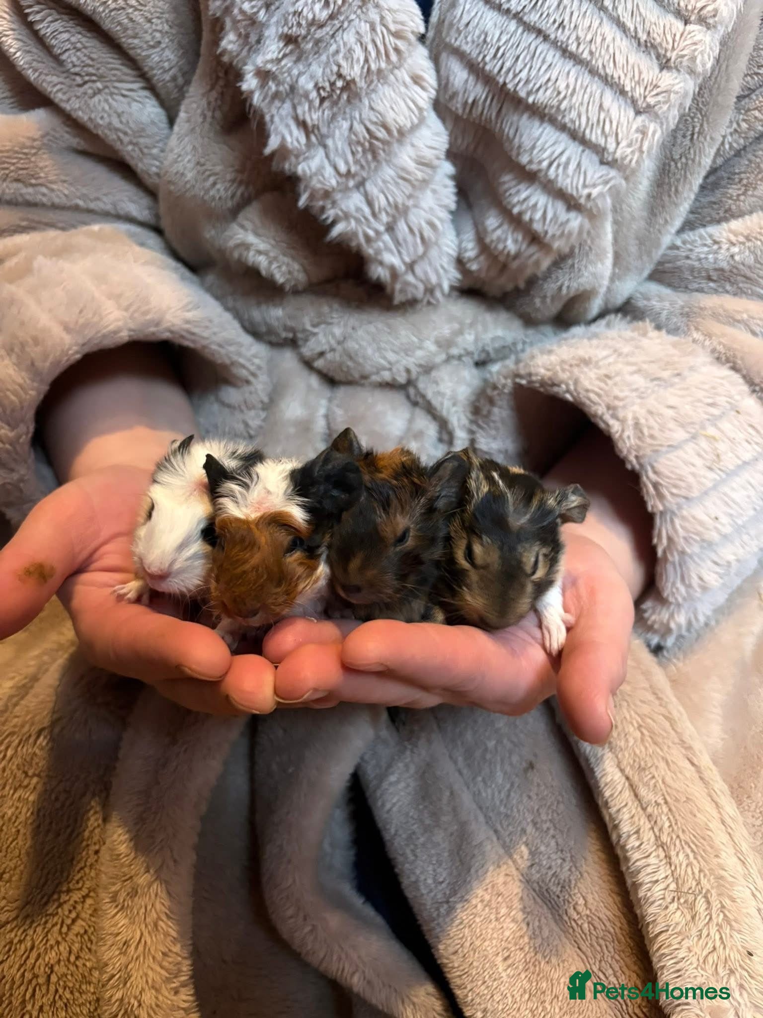 Guinea Pig rodents Beautiful baby guniea pig for sale Girls & Boys - Advert 1