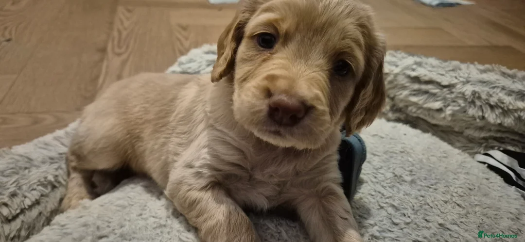 Sprocker dogs for sale: Sprocker Puppies  - Advert 2