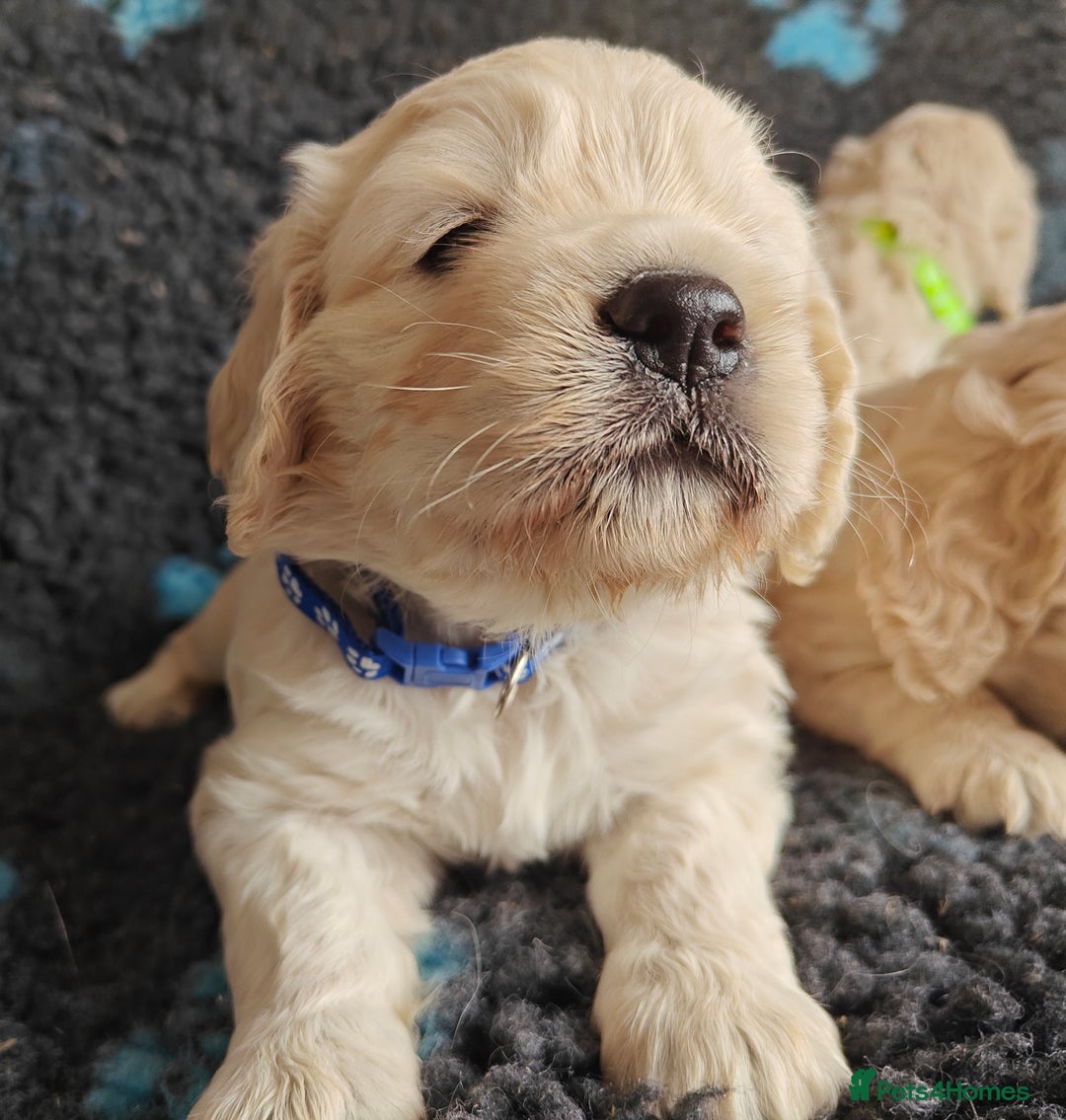 Mixed Breed dogs for sale: 🐾 Dakota Sports Retrievers 🐾 (Mini Retrievers)  - Image 17