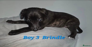 Lurcher dogs - Advert 16