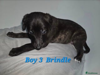 Lurcher dogs Lurcher Pups, Last 2 - Advert 3