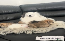 Pomeranian dogs for sale: 🐻Stunning 🤩 Champion Line🏅Teddy Face 🧸 - Image 15
