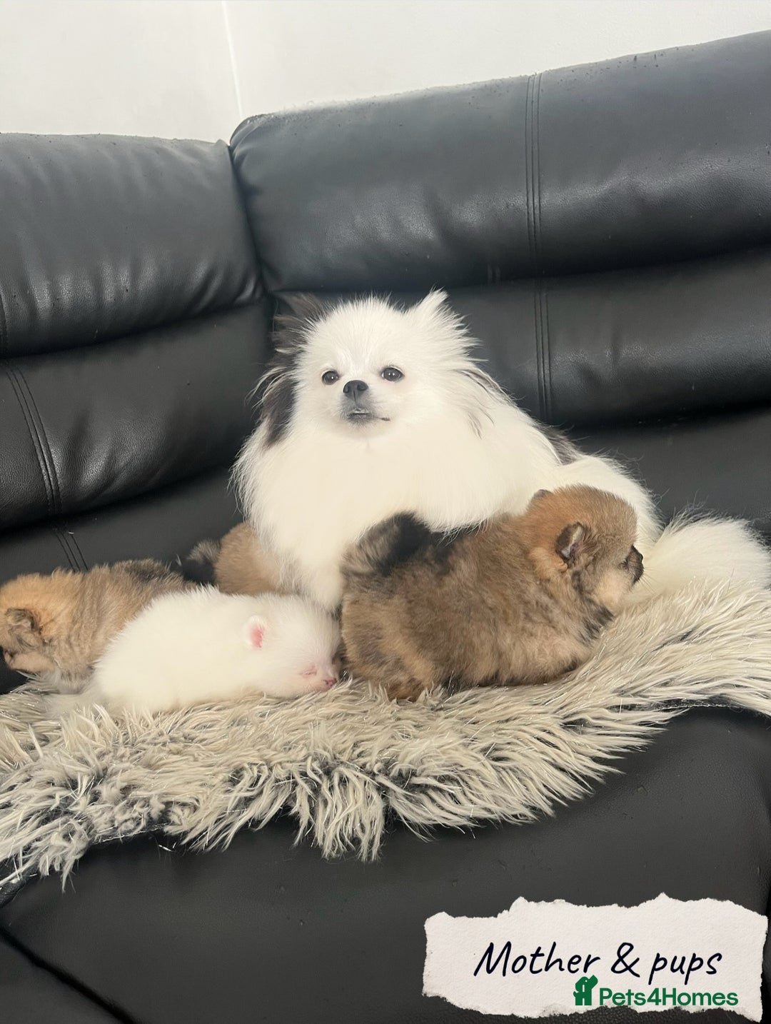 Pomeranian dogs for sale: 🐻Stunning 🤩 Champion Line🏅Teddy Face 🧸 - Image 15