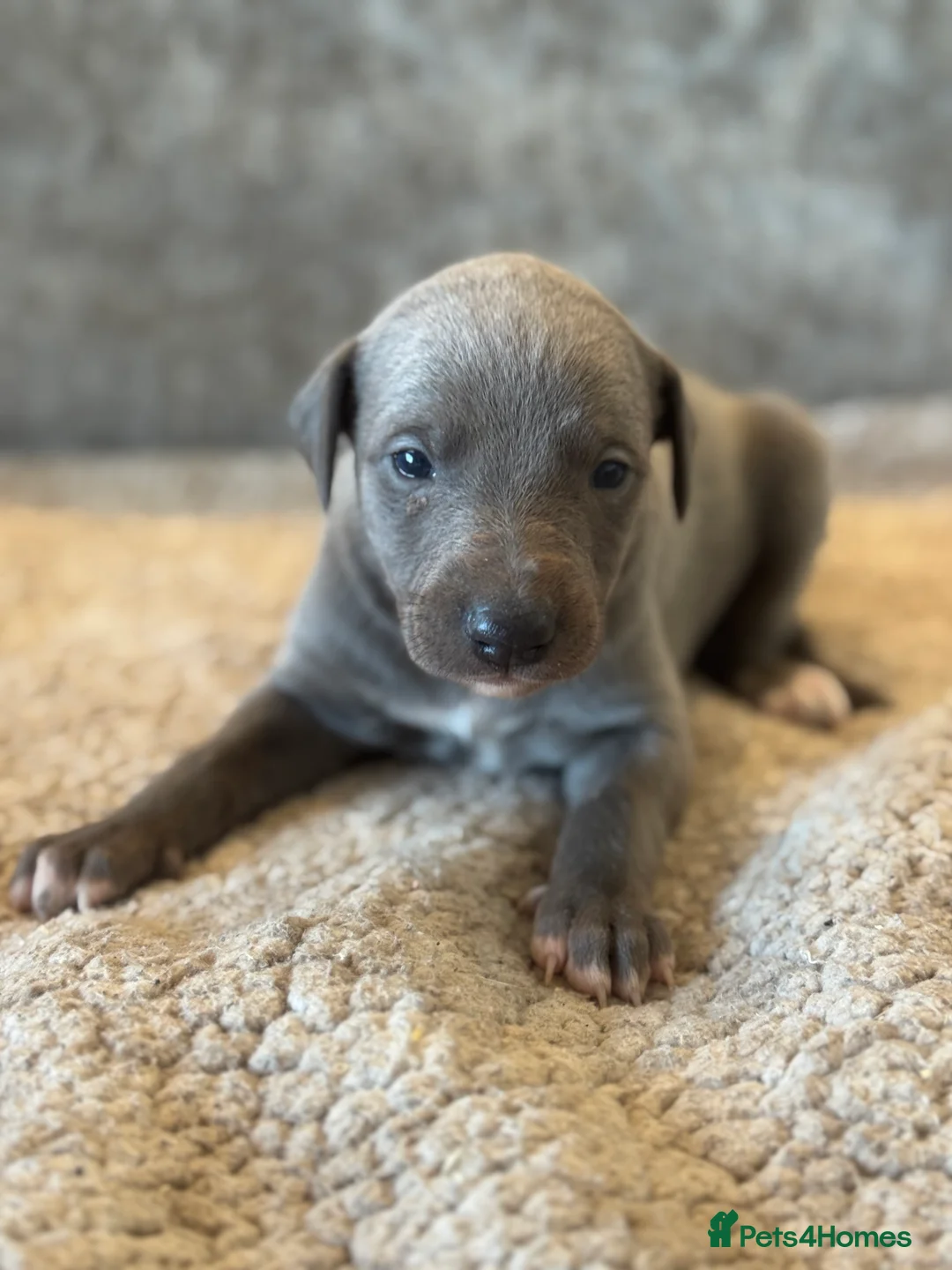 Whippet dogs for sale: KC REGISTERED BLUE SHOW TYPE WHIPPETS - Advert 25