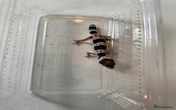 Leopard Gecko reptiles for sale: Leopard Geckos - Image 2