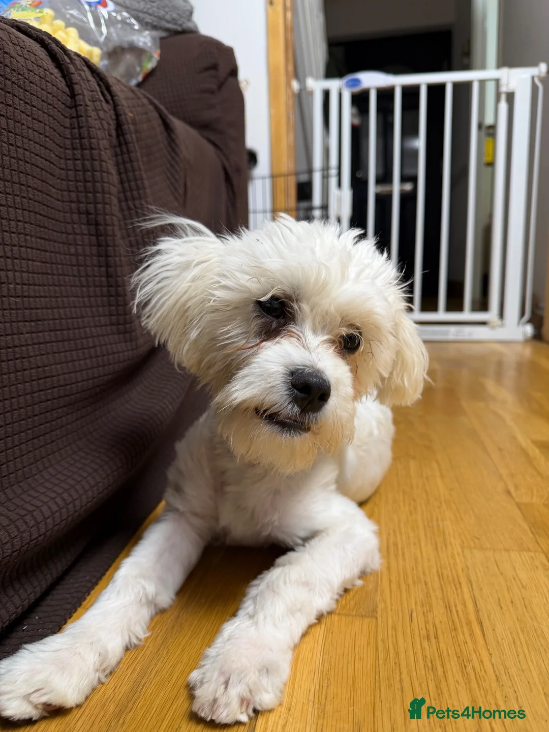 Bichon Frise dogs for sale: Sweet boy bichon freeze  - Advert 7