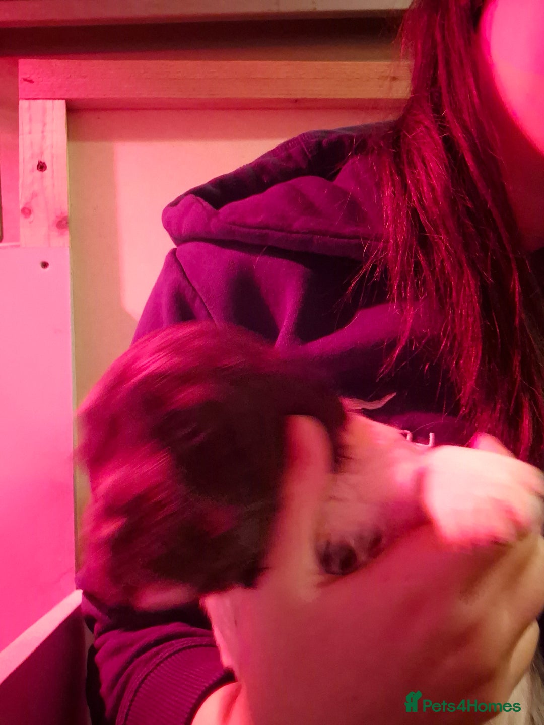 English Springer Spaniel dogs for sale: KC registered springer pups - Advert 6