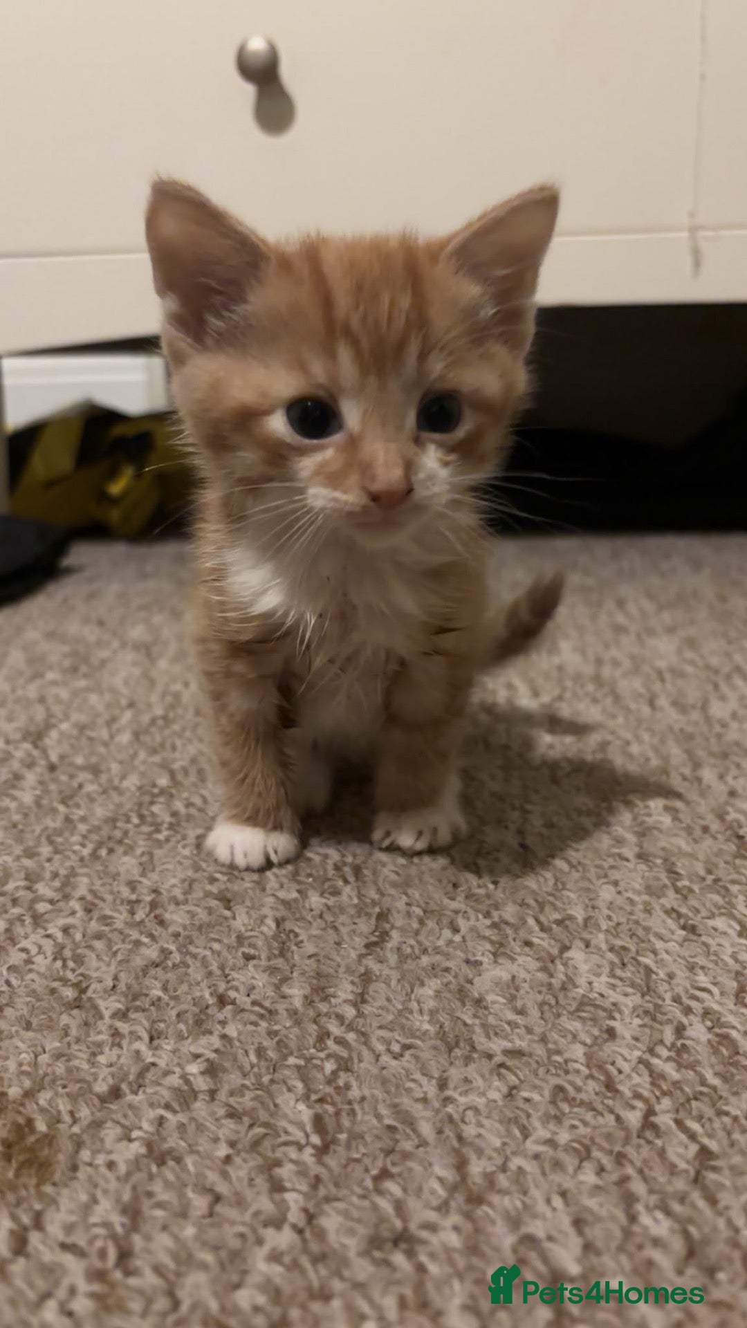 Mixed Breed cats Beautiful fluffy kittens - Advert 2