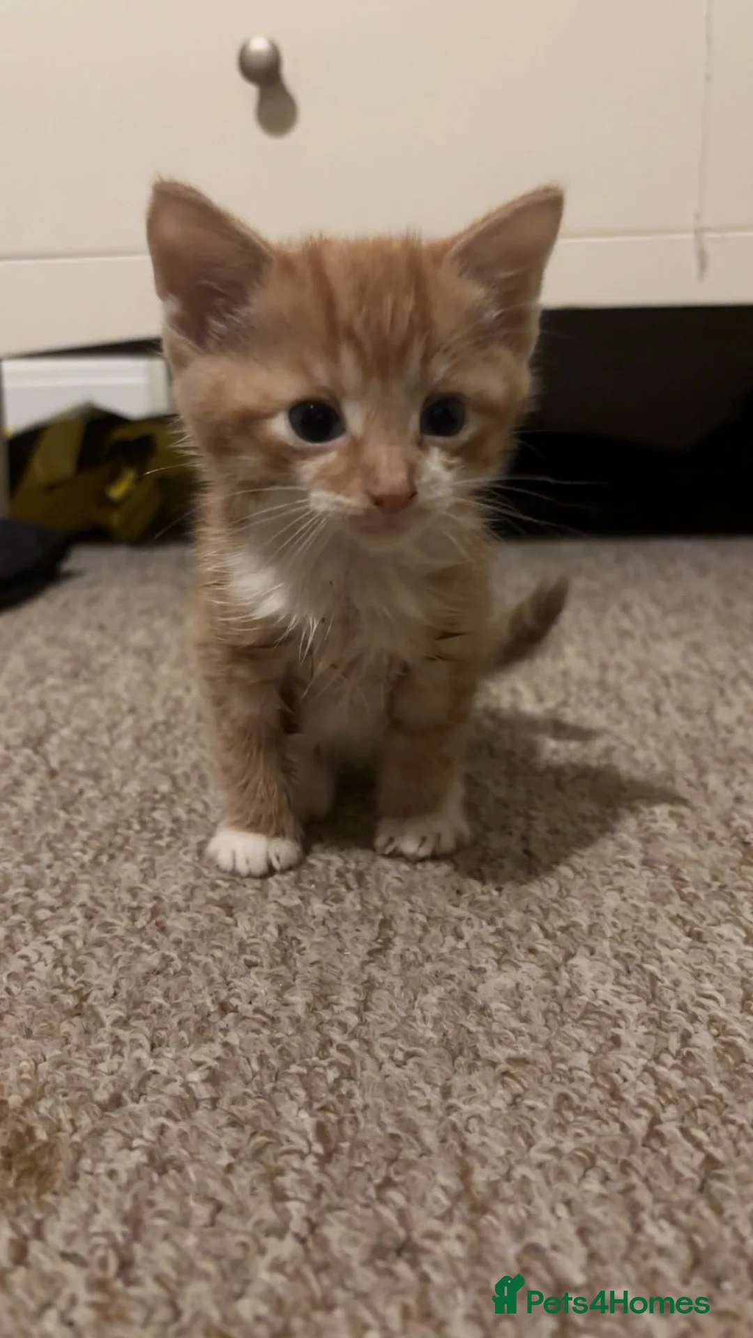 Mixed Breed cats for sale: Beautiful fluffy kittens - Advert 2