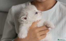 Ragdoll cats for sale: Best Ragdoll Bicolour and Lynx kittens in UK - Image 24