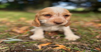 Cocker Spaniel dogs - Advert 2