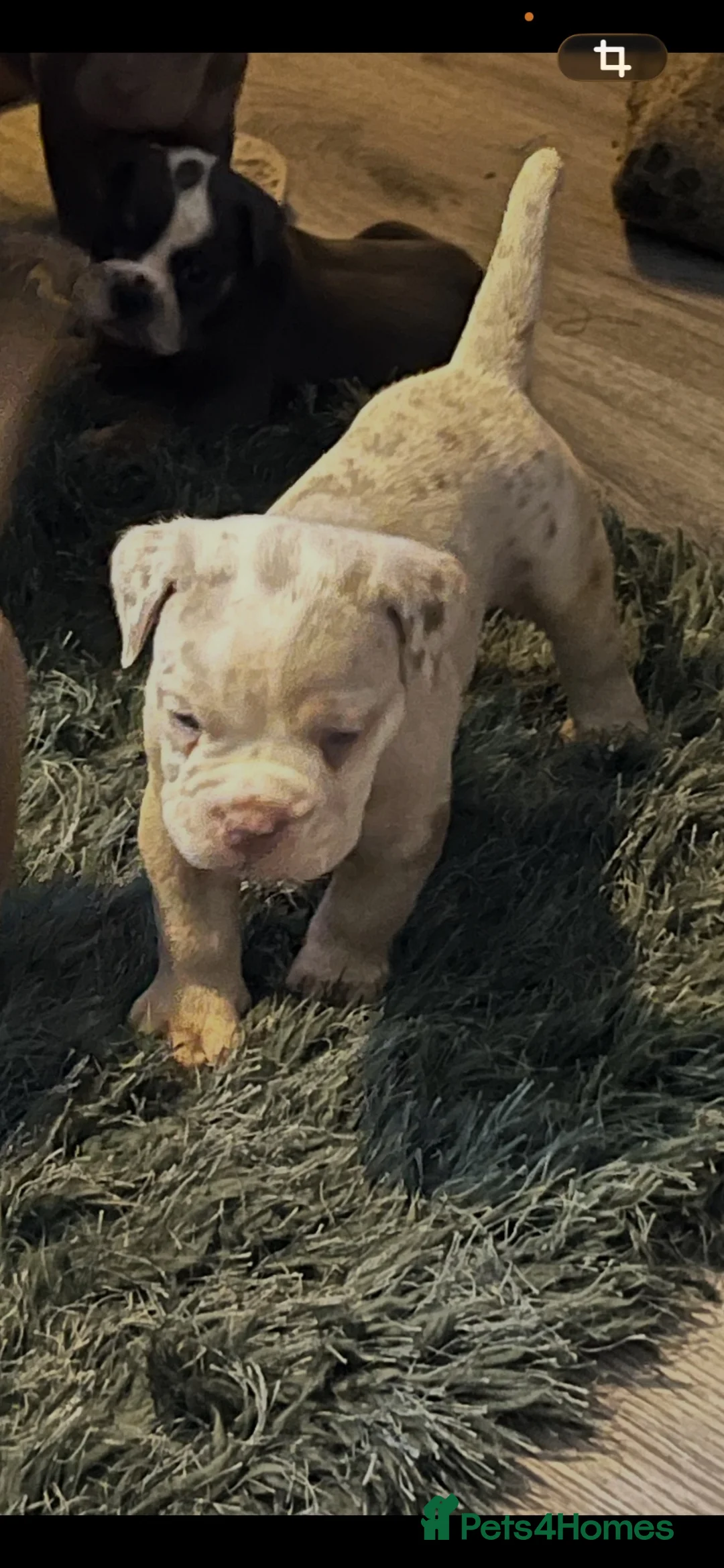 Olde English Bulldogge dogs for sale: Beautiful litter  - Advert 6