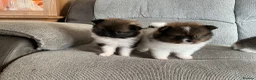 Pomeranian dogs for sale: True Tiny pomeranians teddy bear faced*ready now * - Advert 17