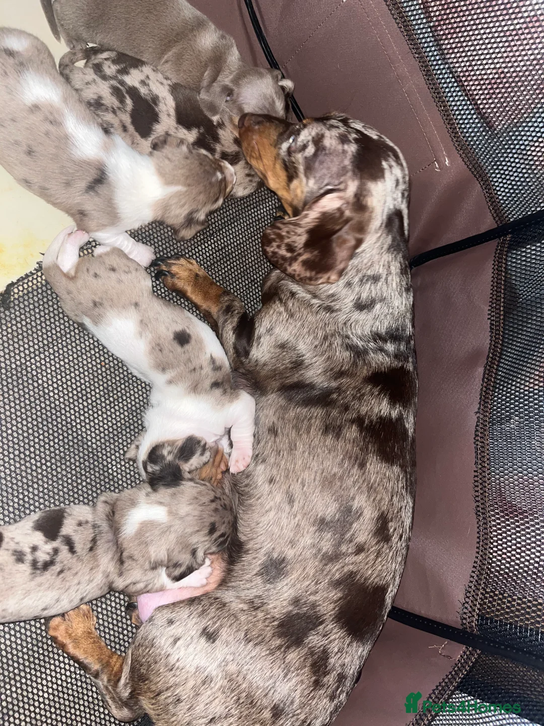 Miniature Dachshund dogs for sale: FOUR STUNNING MALES  - Advert 2