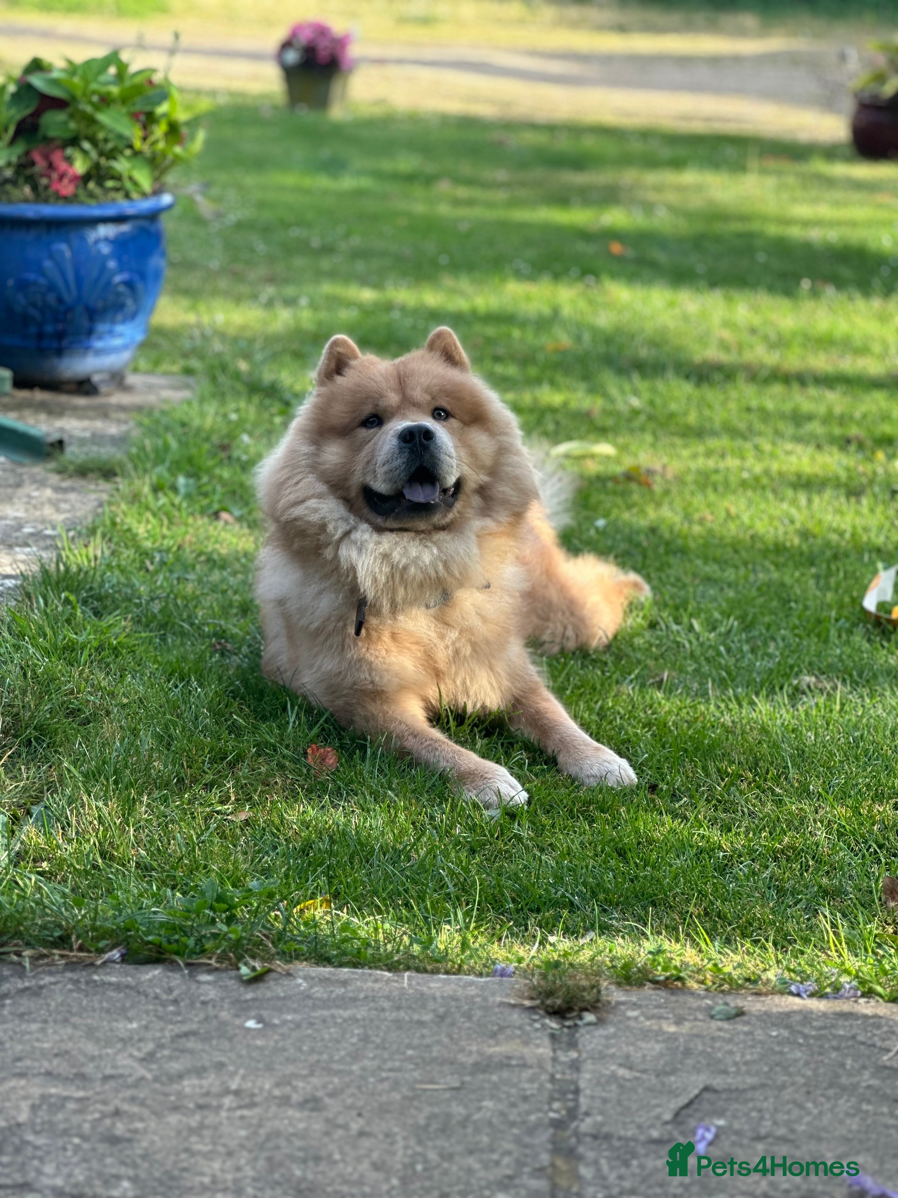 Chow Chow dogs Oscar  - Advert 3