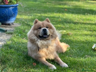 Chow Chow dogs Oscar - Advert 3