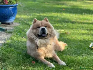 Chow Chow dogs Oscar - Advert 3