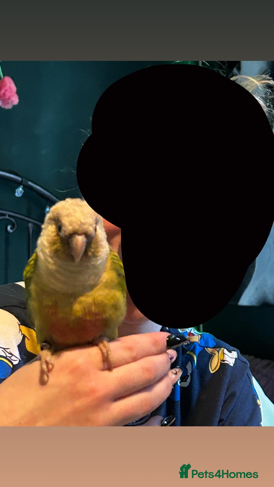 Conures birds for sale: Beautiful 1-Year-Old Conure Very Tame & Talkative - Advert 3