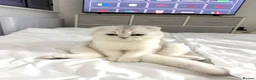 Scottish Fold cats for stud: Bruno for Stud  - Advert 2