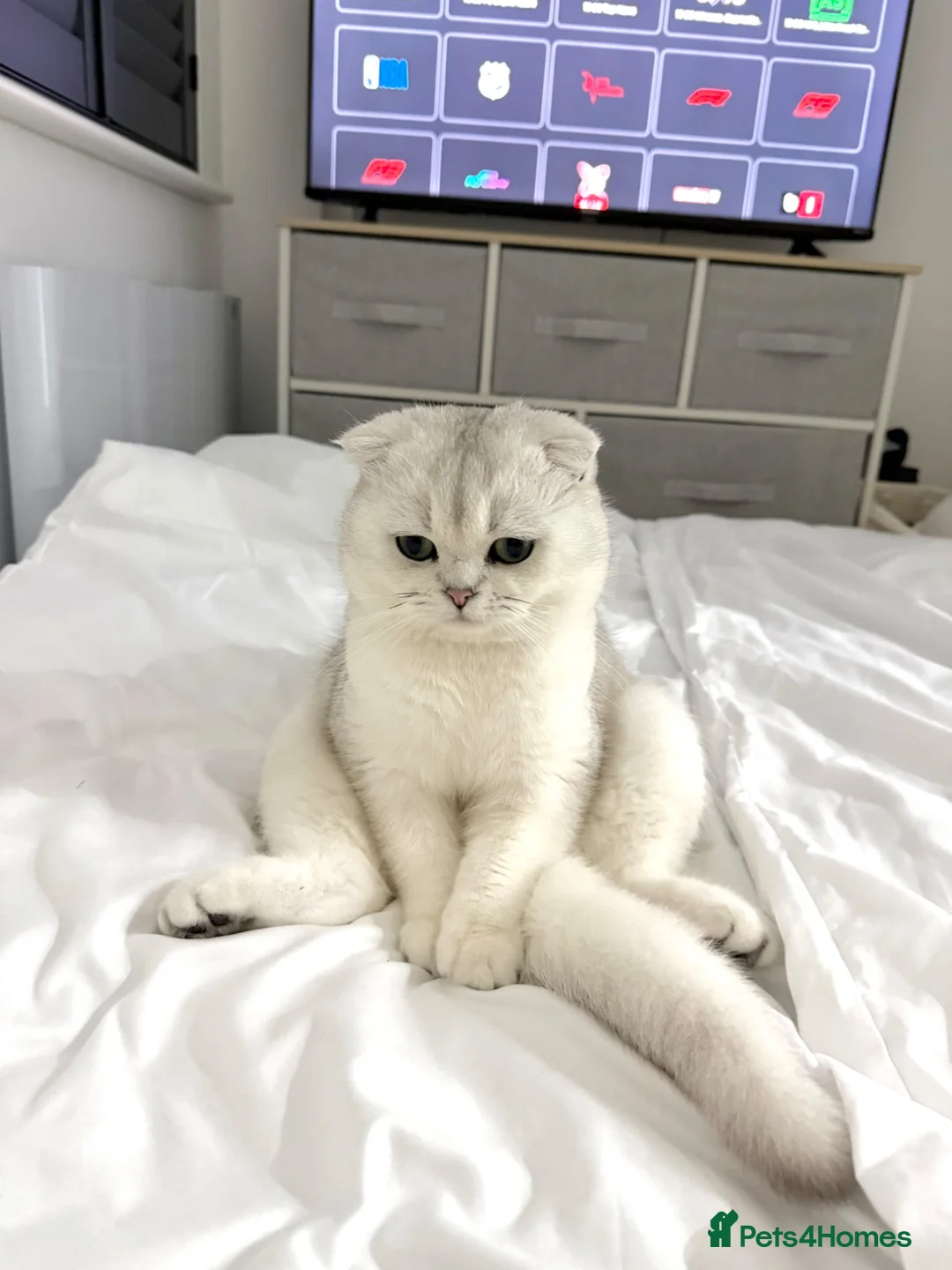 Scottish Fold cats for stud: Bruno for Stud  - Advert 2