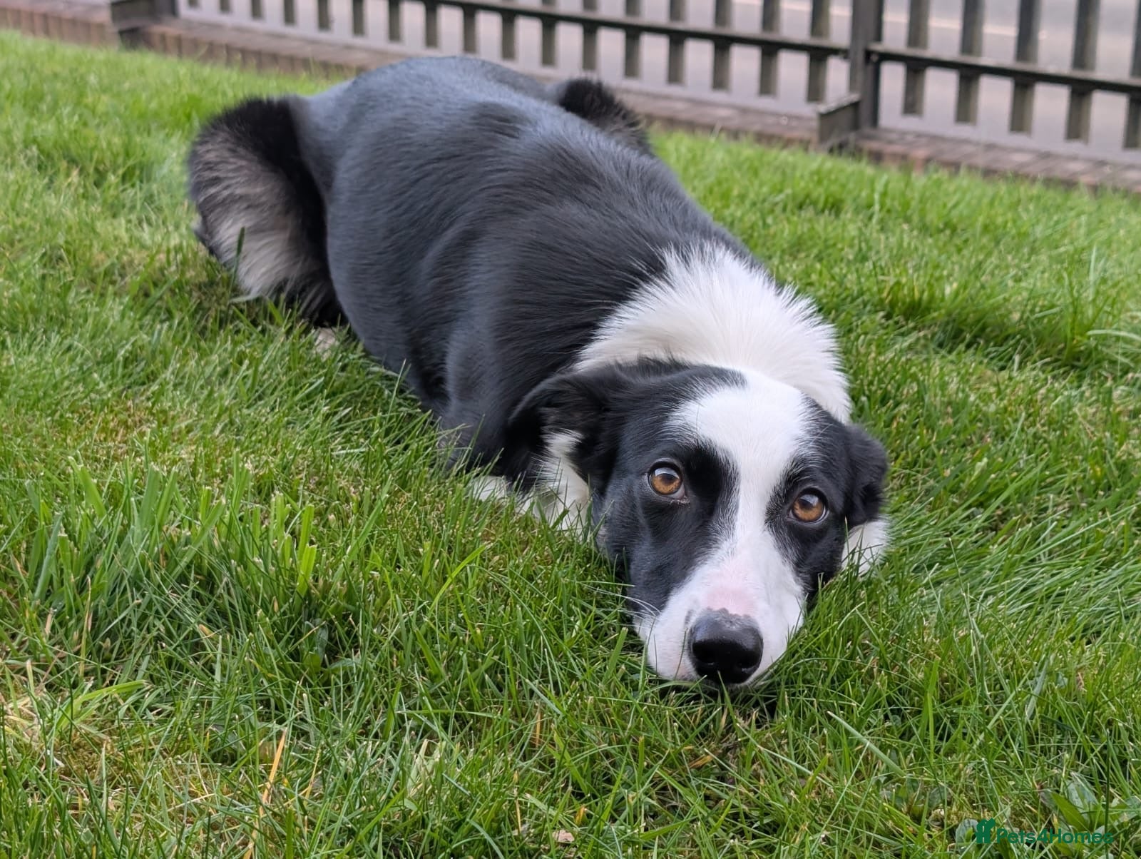 Border Collie dogs for sale: Border Collie looking for an active home  - Advert 1