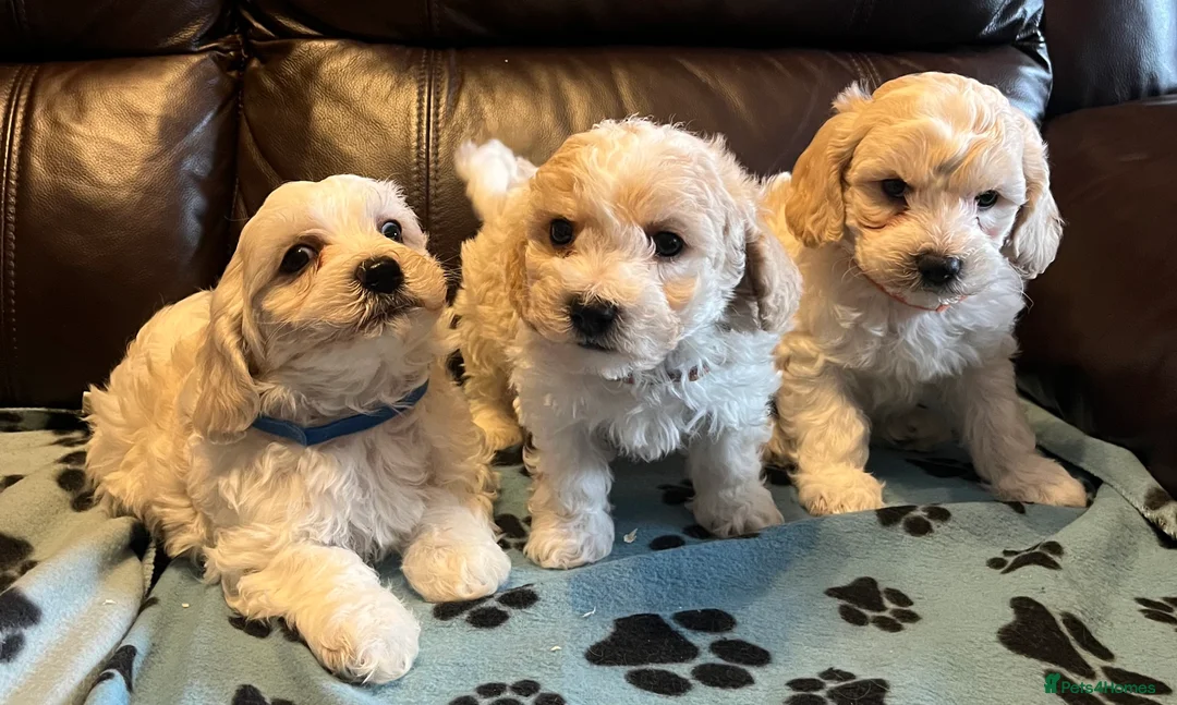Cavachon dogs for sale: Cute Cavachon x bichon Frise puppies  - Advert 19