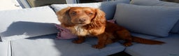 Cocker Spaniel dogs for stud: Gorgeous Red Cocker Spaniel Stud in Saint Austell - Advert 6