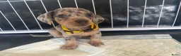 Dachshund dogs for sale: 9 amazing dapple dachshund puppys  - Advert 18