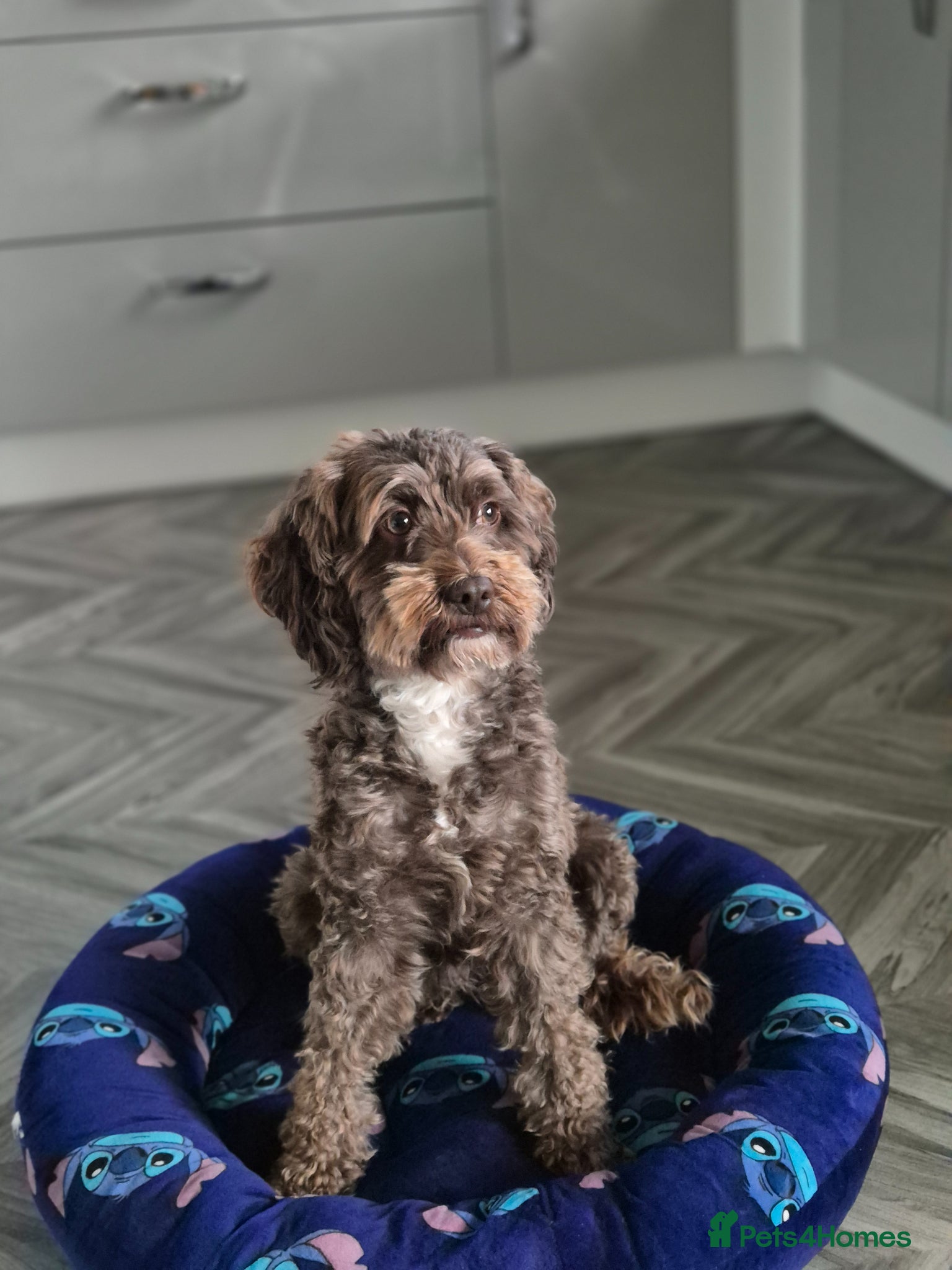 Cockapoo dogs Adorable F1bb Cockapoo Puppies for Sale - Advert 1