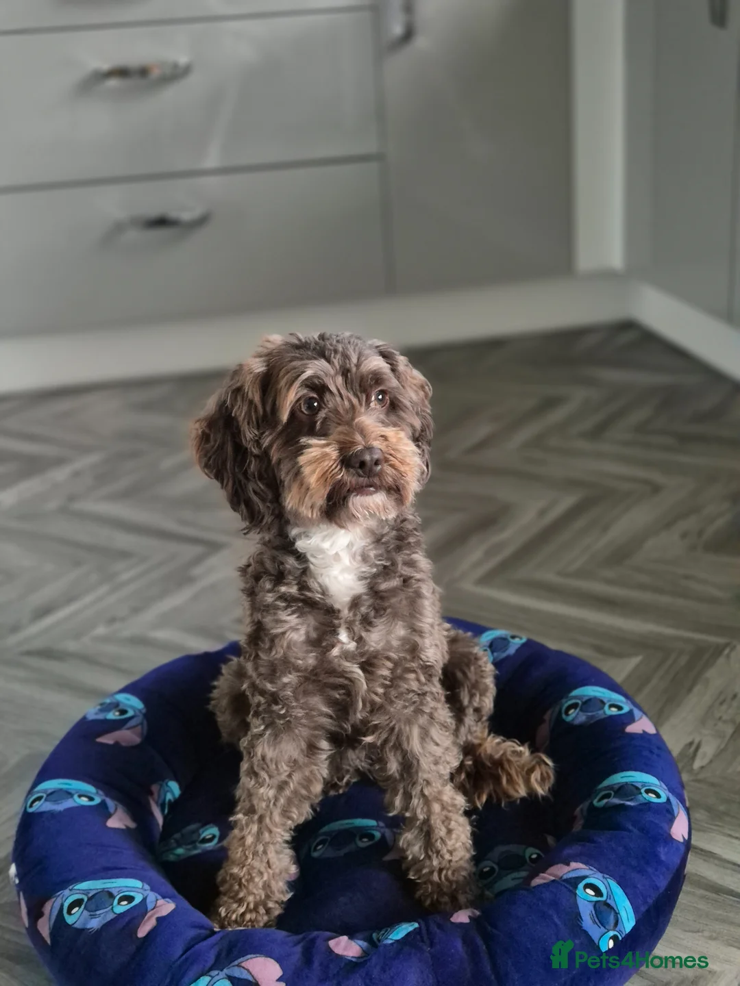 Cockapoo dogs for sale: Adorable F1bb Cockapoo Puppies for Sale in Cannock - Advert 1