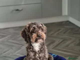 Cockapoo dogs Adorable F1bb Cockapoo Puppies for Sale - Advert 10