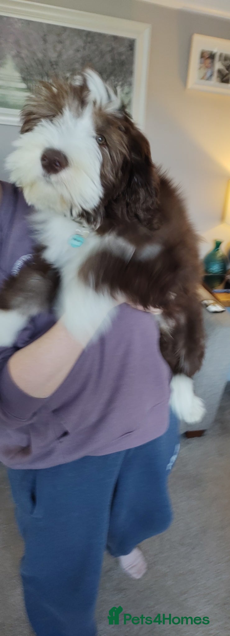 Bearded Collie dogs Bearded collie  - Advert 1