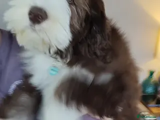 Bearded Collie dogs Bearded collie - Advert 1