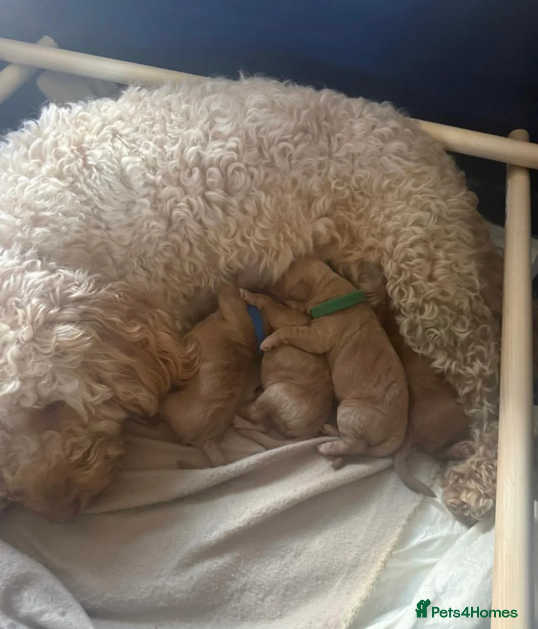 Cockapoo dogs for sale: F2 cockapoo puppy ready for his forever home - Advert 2