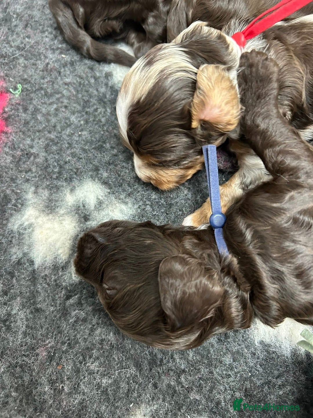 Cockapoo dogs for sale: F1 Chocolate Cockapoos - Advert 5