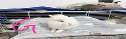 Lionhead rabbits for sale: 🐰 Adorable Rabbits Looking for Loving Homes 🐰 in Coventry - Advert 8