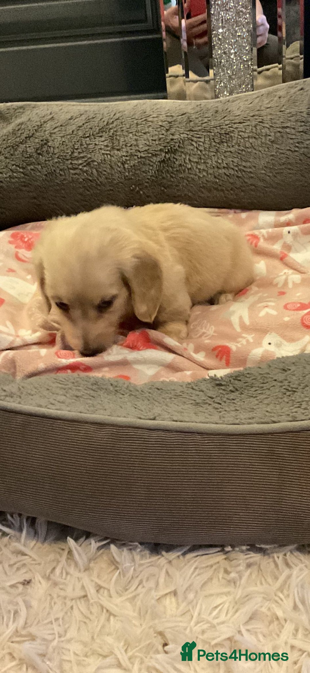 Miniature Dachshund dogs for sale: Cream miniature kc dachshund campion lines  - Advert 8