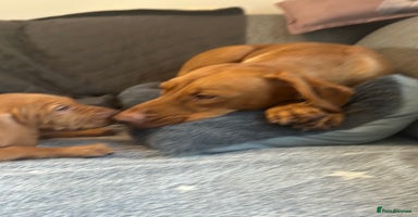 Hungarian Vizsla dogs KC register due purpose puppy  - Advert 7