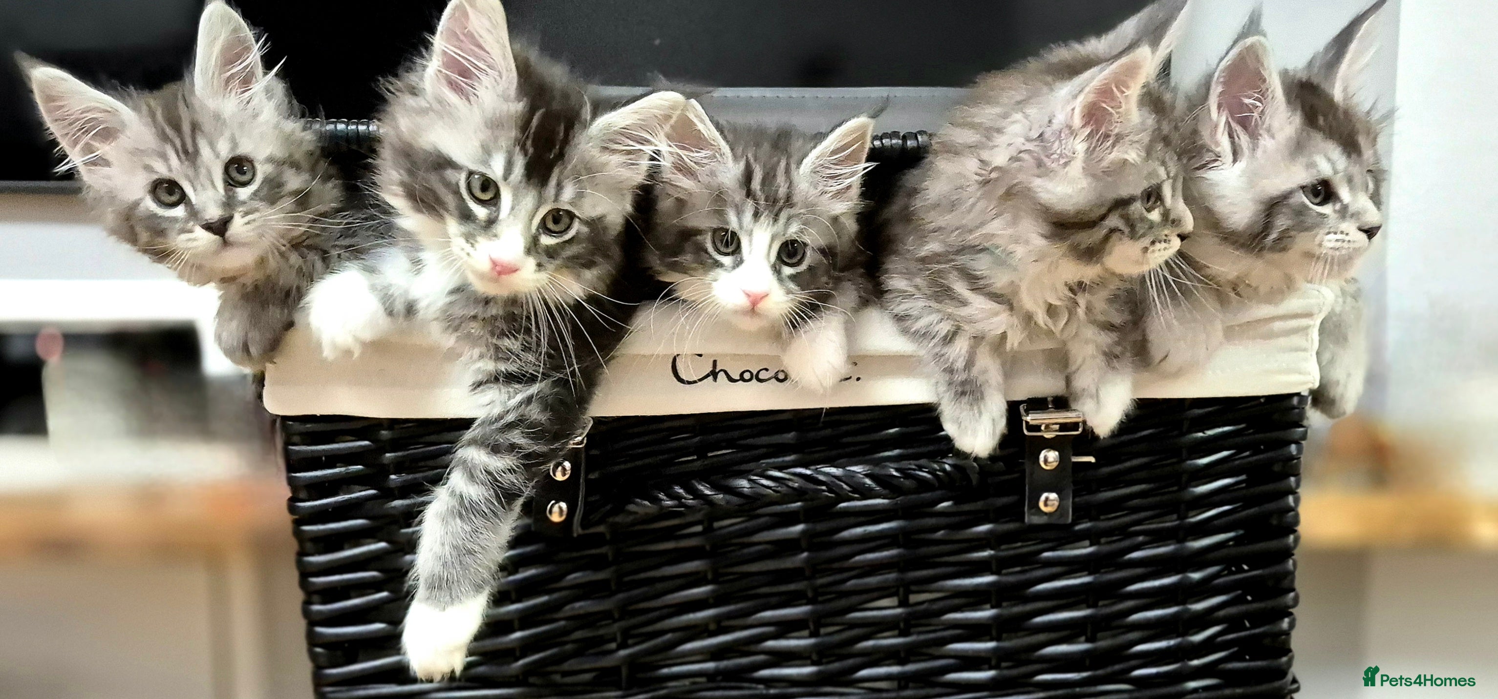 Maine Coon cats 🎀 Outstanding GCCF Pedigree Maine Coon Kittens  - Advert 13