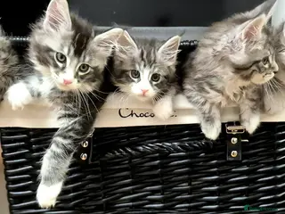 Maine Coon cats 🎀 Outstanding GCCF Pedigree Maine Coon Kittens - Advert 13