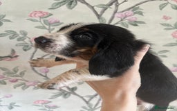 Basset Hound dogs for sale: Bassett hound puppies  - Advert 24