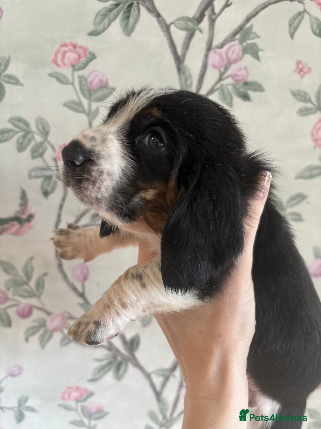 Basset Hound dogs for sale: Bassett hound puppies  - Advert 24