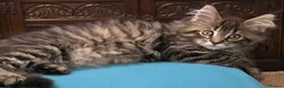 Maine Coon cats for sale: Beautiful Lady Orange Maine Coon Kitten - Advert 11