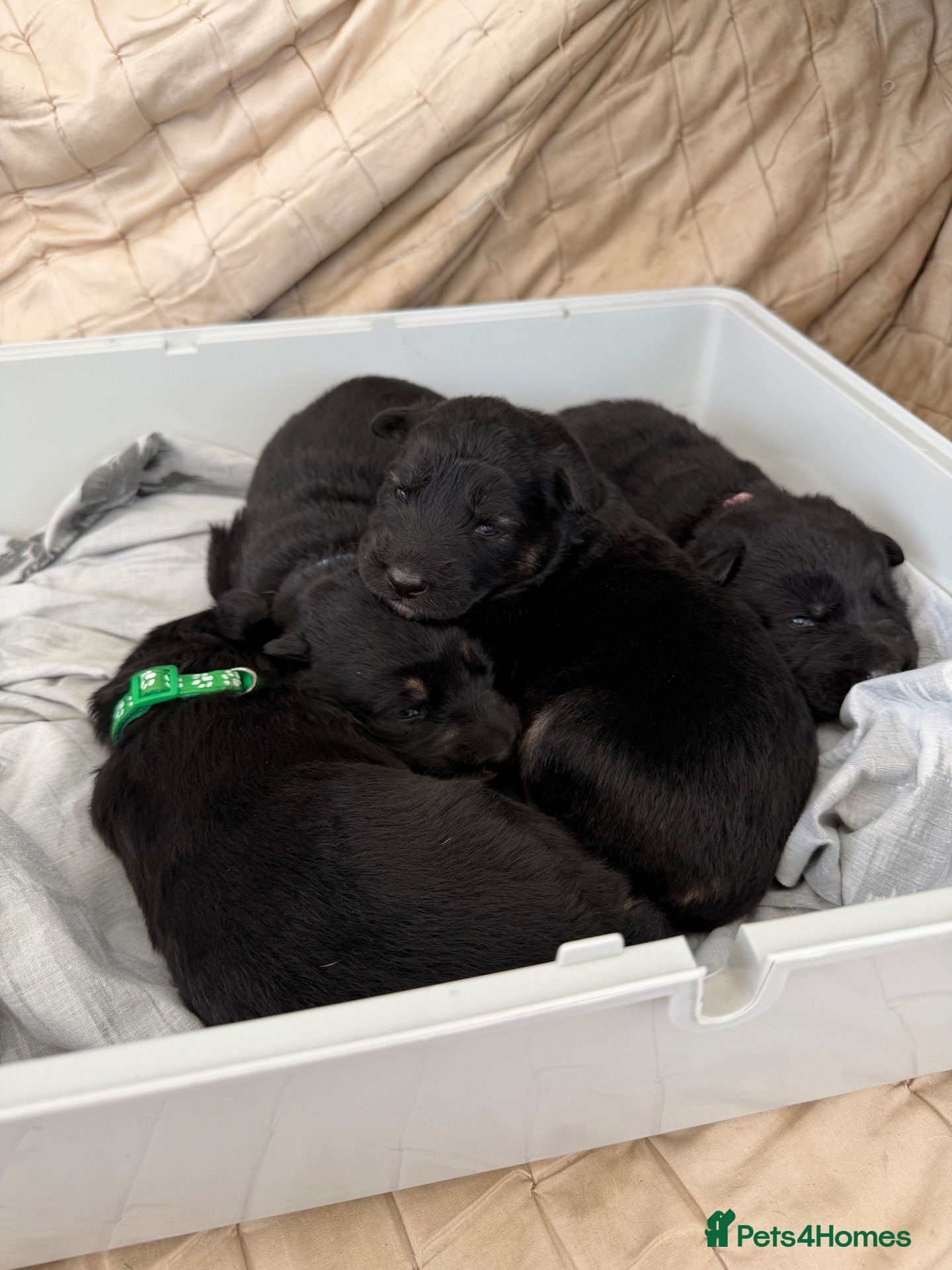 German Shepherd dogs Short haired German shepherd puppies  - Advert 2