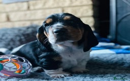 Basset Hound dogs for sale: Basset Hound Puppies - Image 16