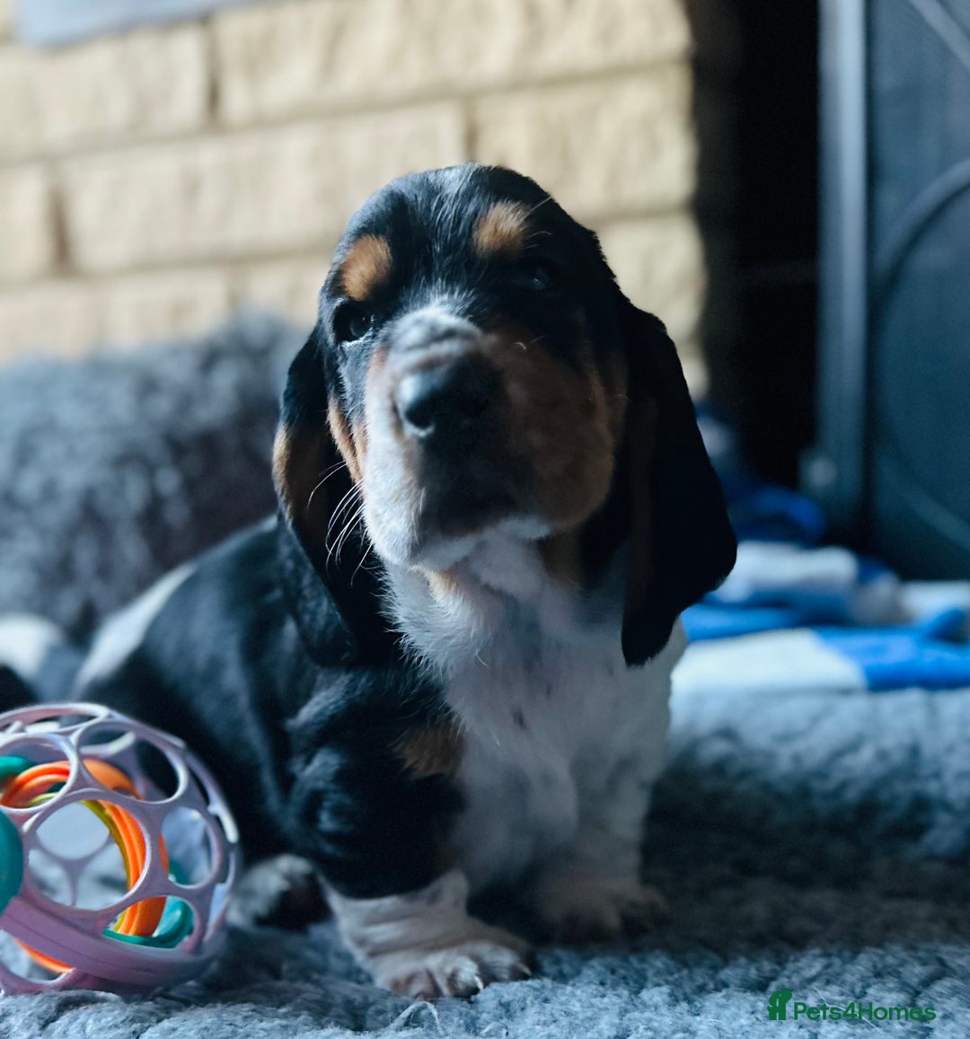 Basset Hound dogs for sale: Basset Hound Puppies - Image 16