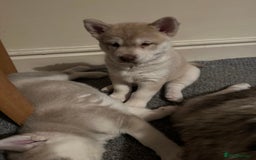 Siberian Husky dogs for sale: Husky Puppies  - Image 23
