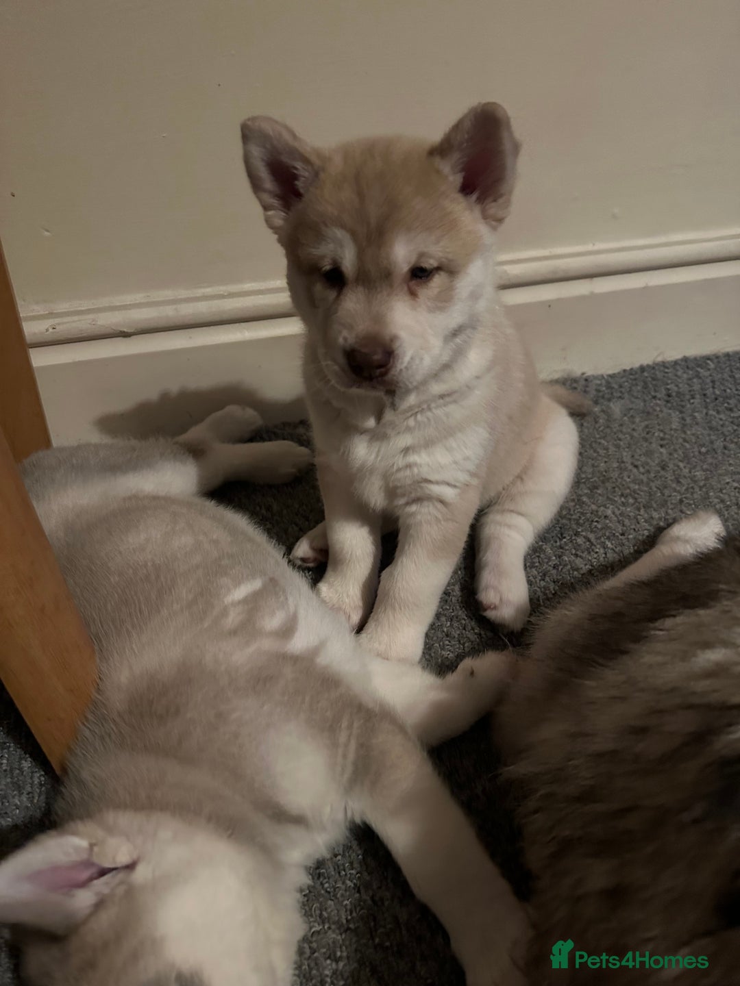 Siberian Husky dogs for sale: Husky Puppies  - Image 23
