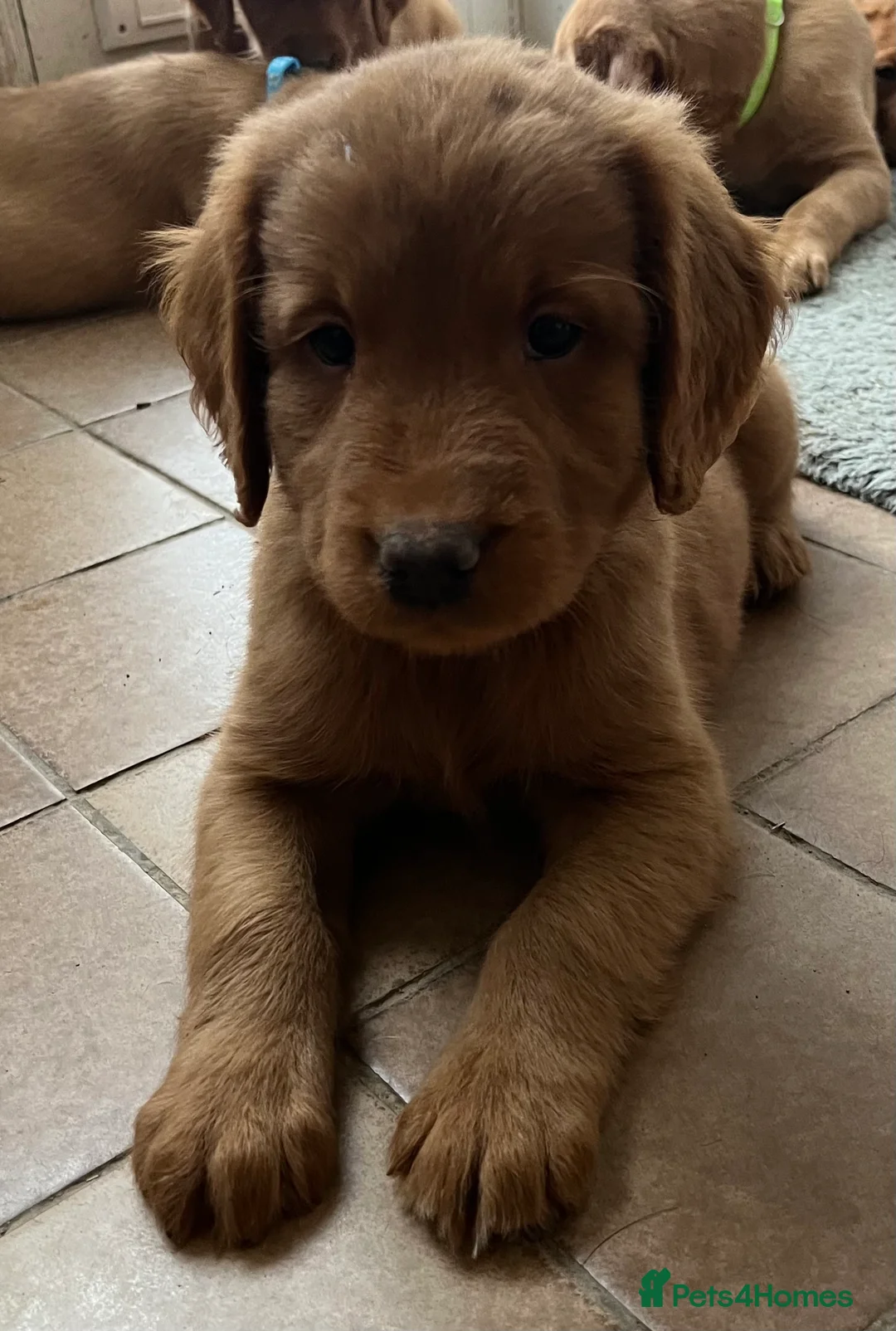 Labrador Retriever dogs for sale: A stunning litter of fox red Labrador puppies - Advert 2